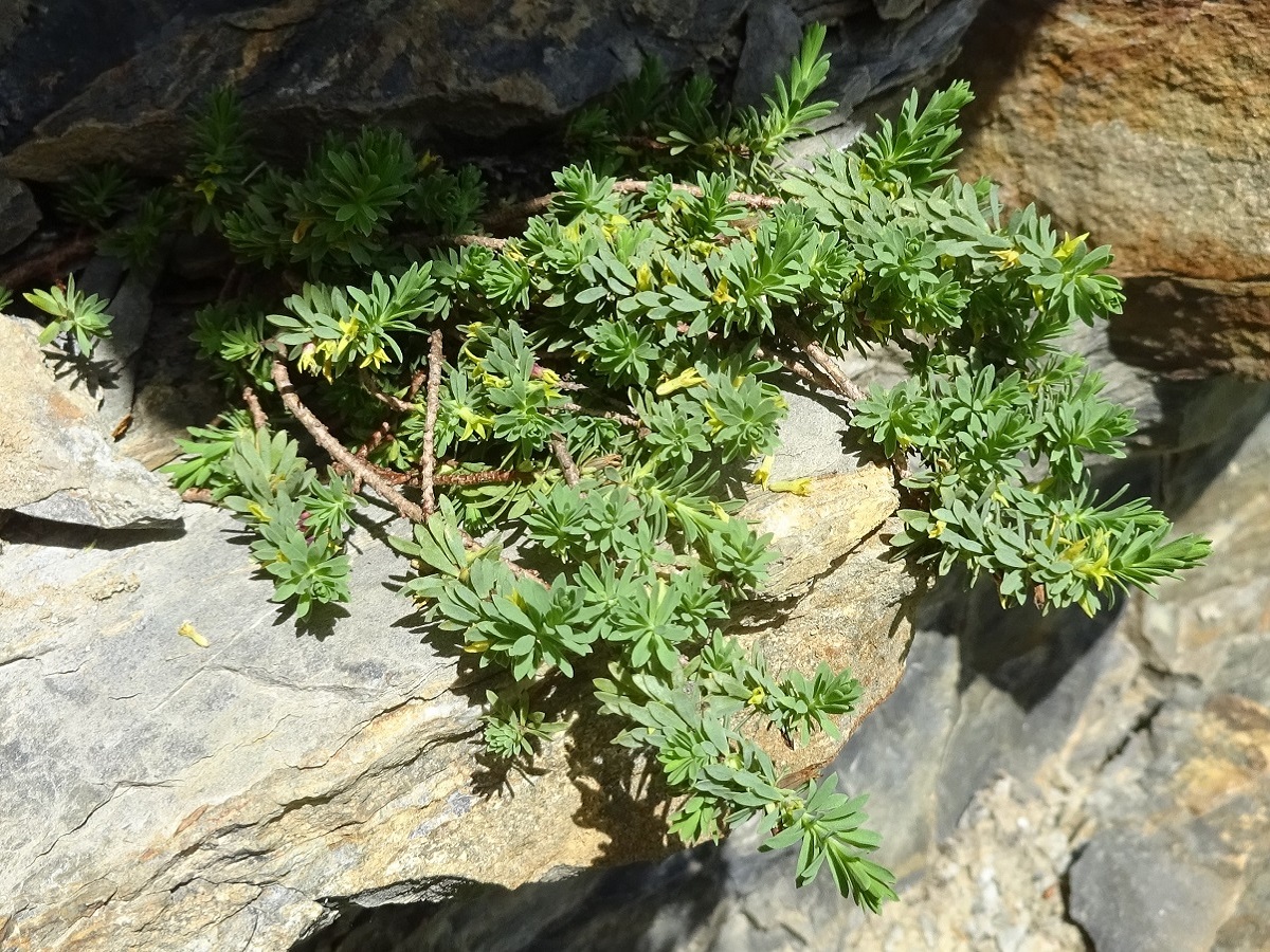 Thymelaea dioica (Thymelaeaceae)